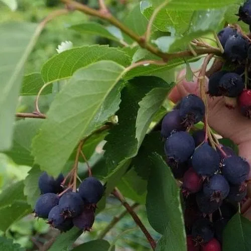 Amelanchier alniflora Krasnojarskaja