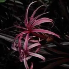 Crinum 'Menehune' - Red Leaf Bog Lily (Bare Root)