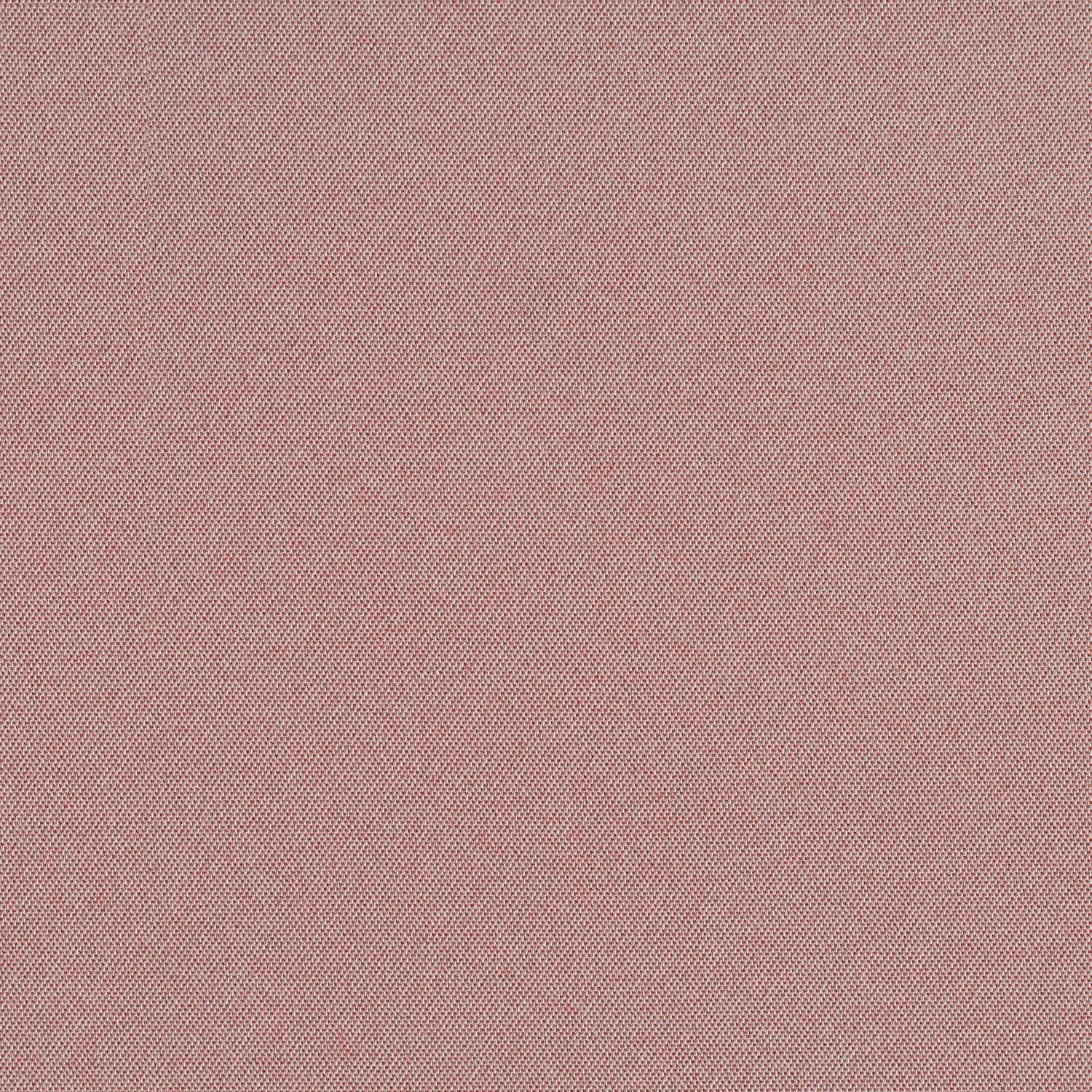 Cult Classic - Pink Flamingos - 1031 - 07