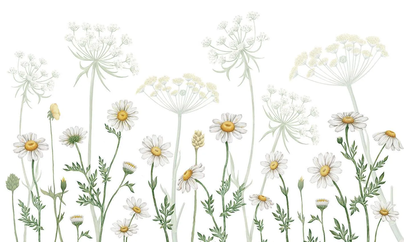 Dazzling Daisies (White)