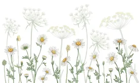 Dazzling Daisies (White)