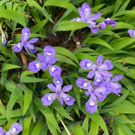 Dwarf Crested Iris - Iris cristata