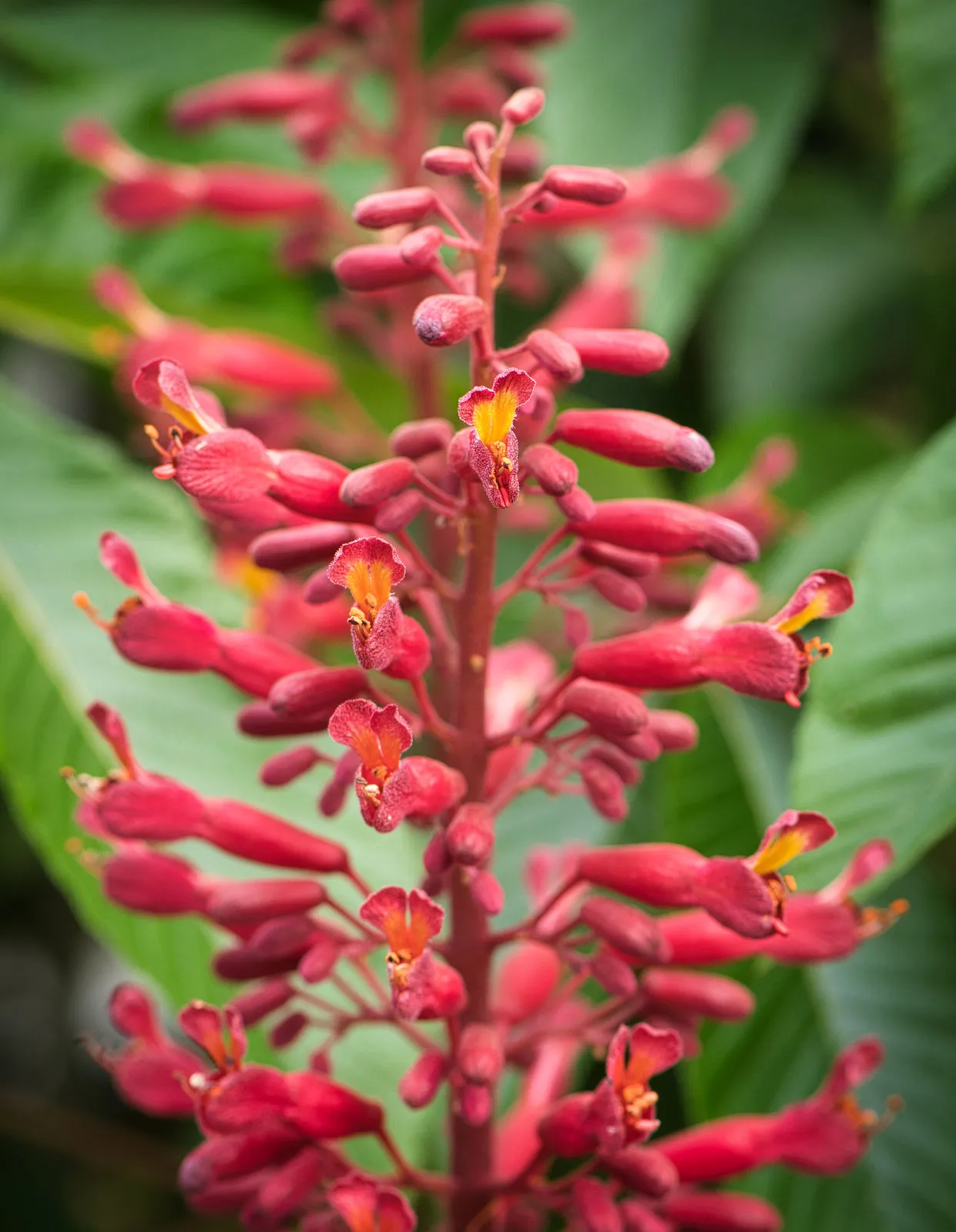Red Buckeye - Aesculus pavia