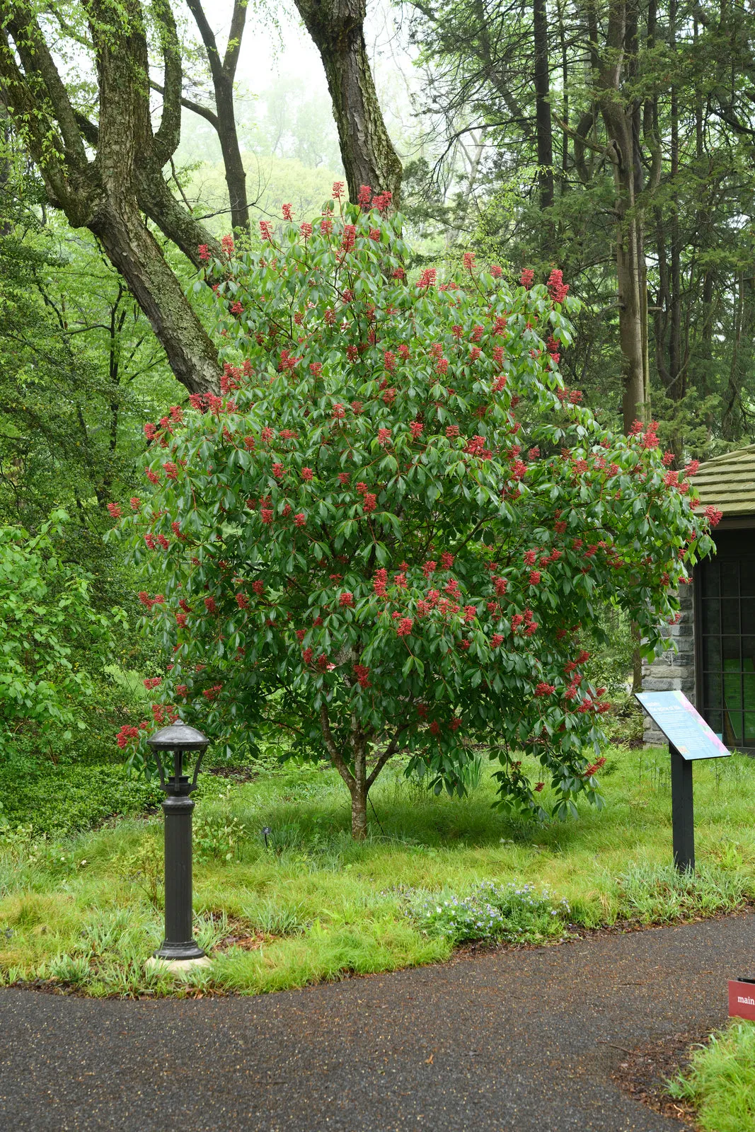 Red Buckeye - Aesculus pavia